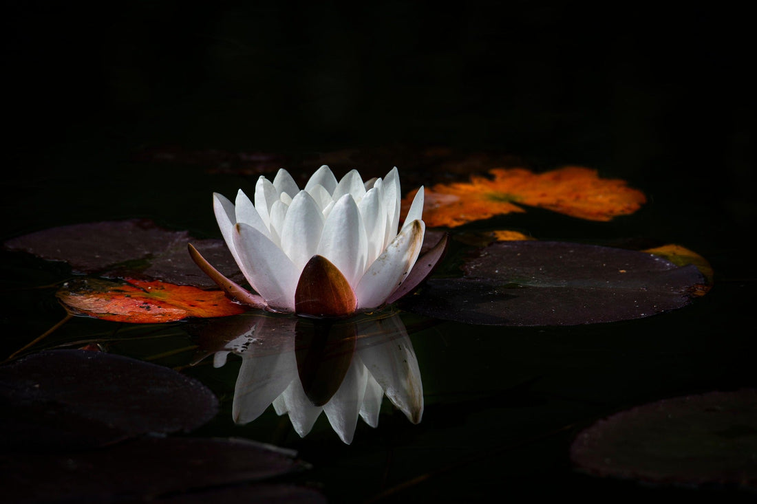Inhaling History: Popular Scents Across Eras and Their Spiritual Evolution